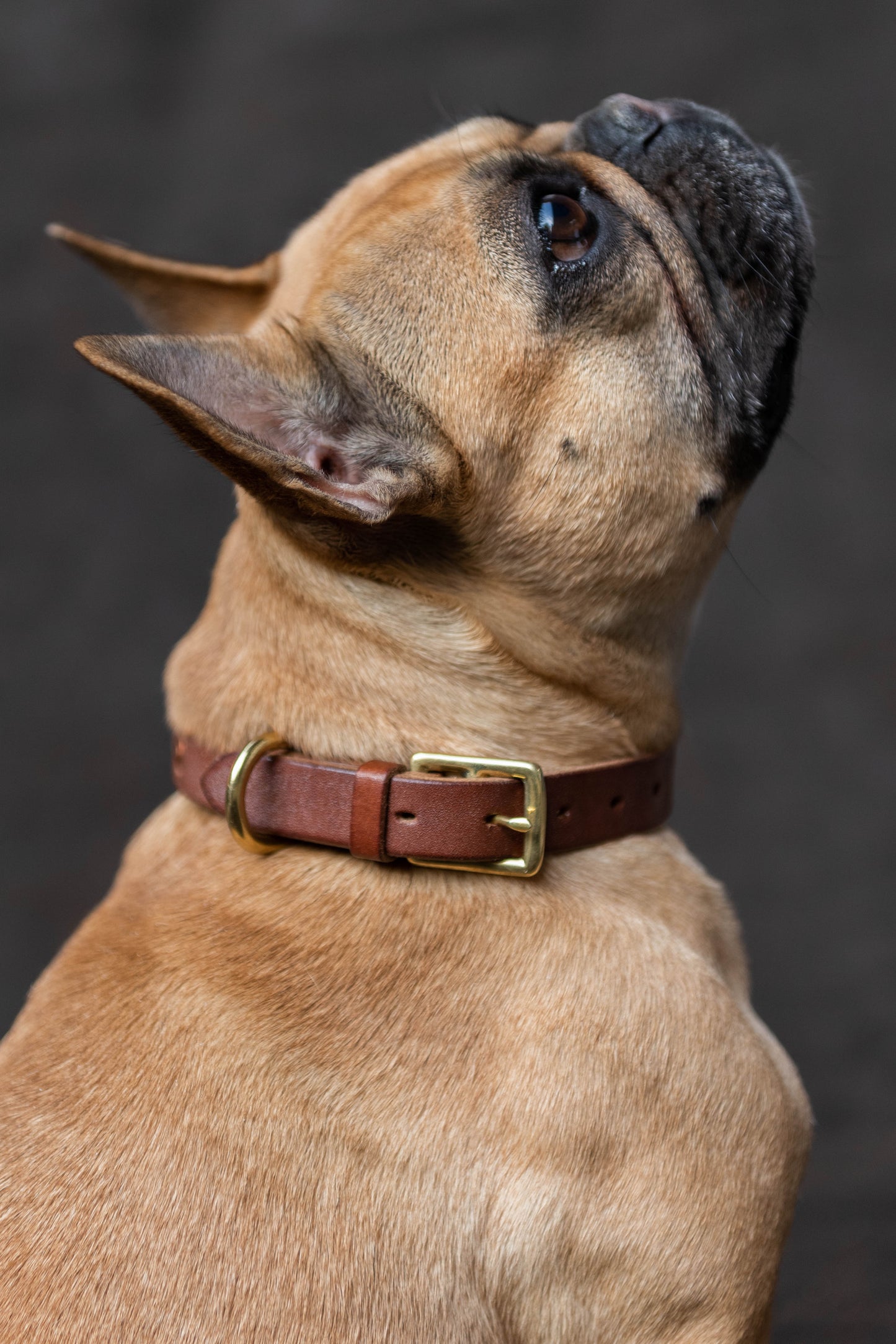 MEWS London Leather Dog Collar 